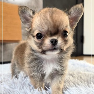 チワワ(ロング)【愛知県・女の子・2025年10月20日・レッド&ホワイト】の写真「⋘短期間の掲載です⋙」