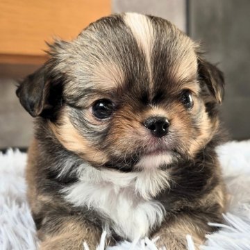 チワワ(ロング)【愛知県・男の子・2025年10月22日・レッド&ホワイト】の写真「⋘短期間の掲載です⋙」