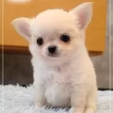 チワワ(ロング)