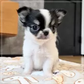 チワワ(ロング)