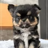 チワワ(ロング)