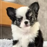 チワワ(ロング)