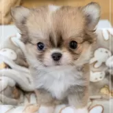 チワワ(ロング)【愛知県・女の子・2025年4月14日・レッド&ホワイト】の写真2