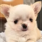 チワワ(ロング)【愛知県・男の子・2025年10月2日・クリーム&ホワイト】の写真2