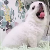 チワワ(ロング)【愛知県・男の子・2024年11月22日・クリーム&ホワイト】の写真7