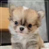 チワワ(ロング)【愛知県・女の子・2025年4月14日・レッド&ホワイト】の写真7