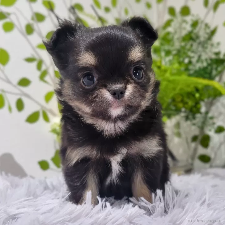 ID:2401-00227の子犬