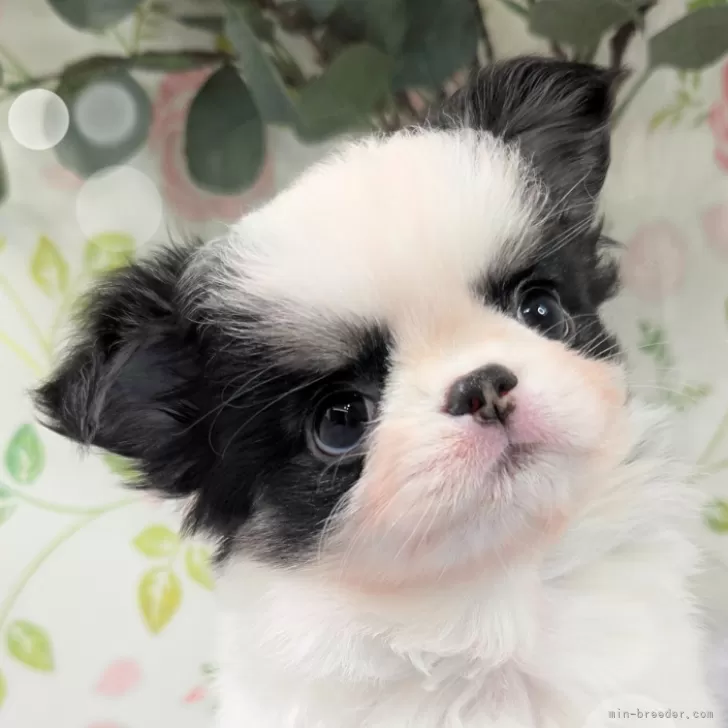 ID:2406-06417の子犬