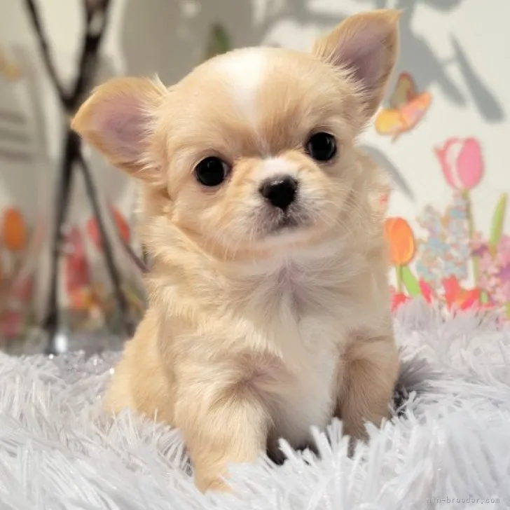 ID：2311-06639の子犬