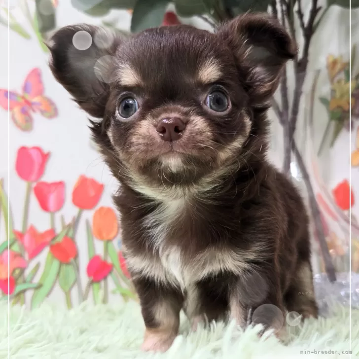 ID：2409-05539の子犬