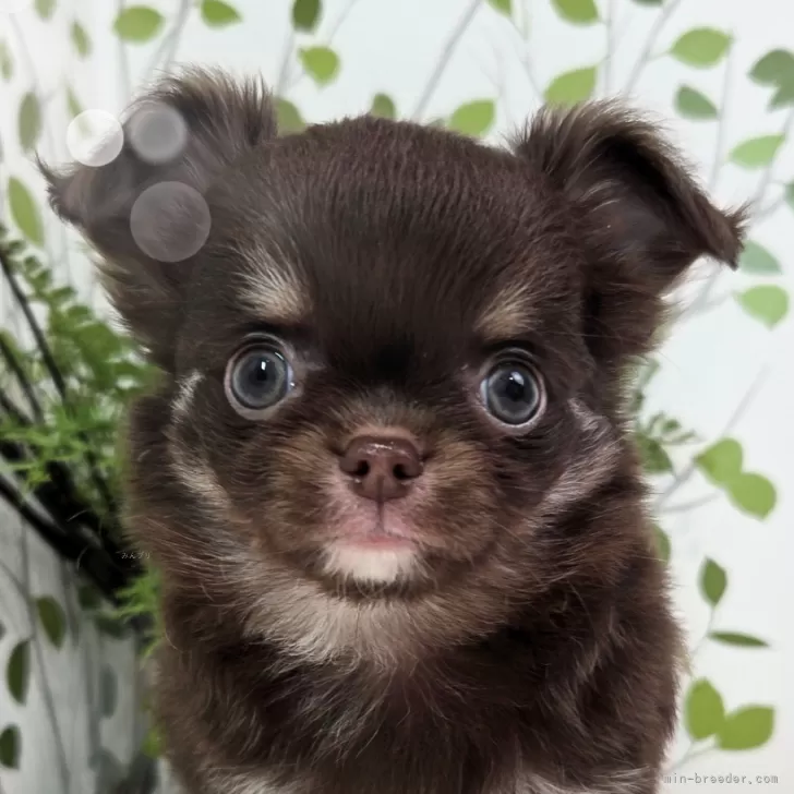 ID:2411-00508の子犬