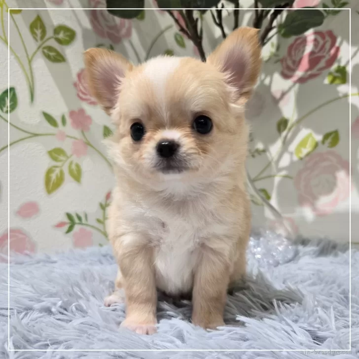 ID：2405-05037の子犬