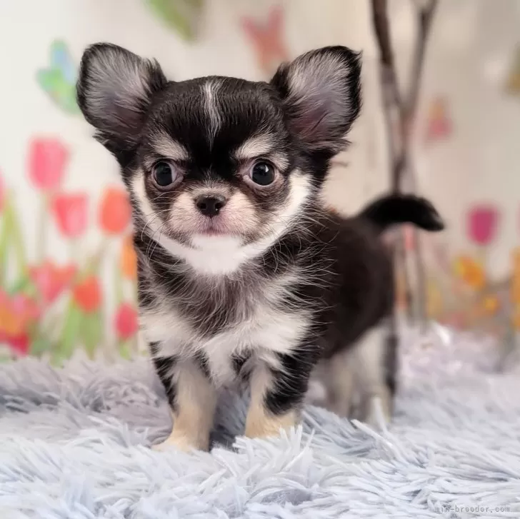 ID：2401-03937の子犬