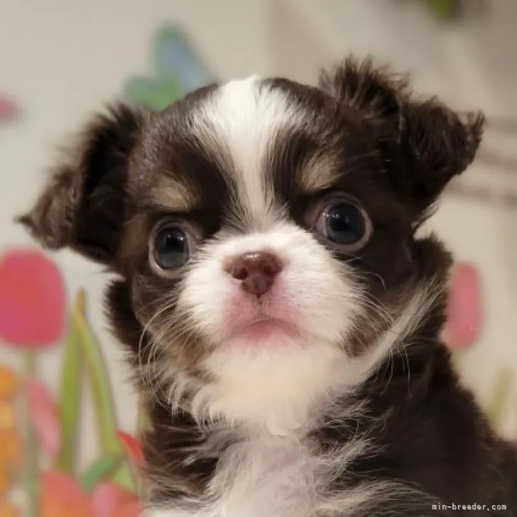 ID:2311-02647の子犬