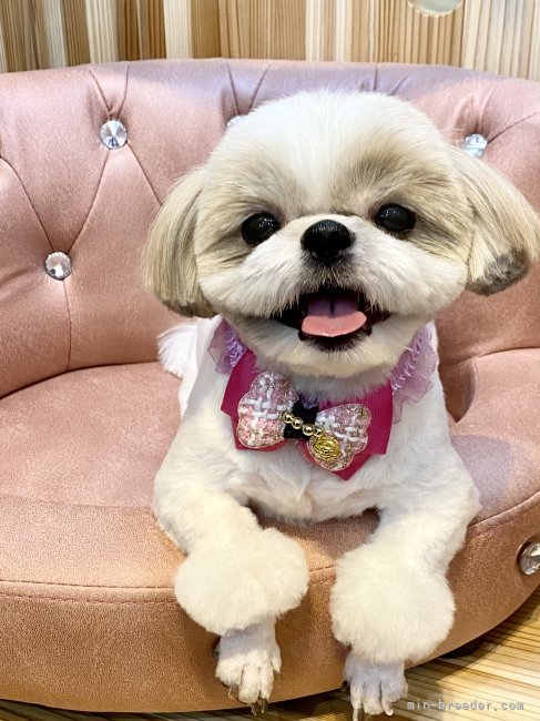 我が名の看板犬の小春さんです🥰｜山手　裕子(やまて　ゆうこ)ブリーダー(福岡県・シーズーなど・JKC登録)の紹介写真6