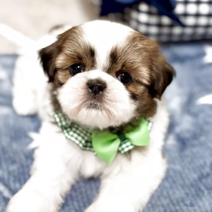 H.K 様のお迎えした子犬
