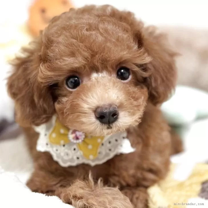 E.I 様のお迎えした子犬