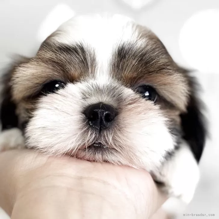 M.T 様のお迎えした子犬