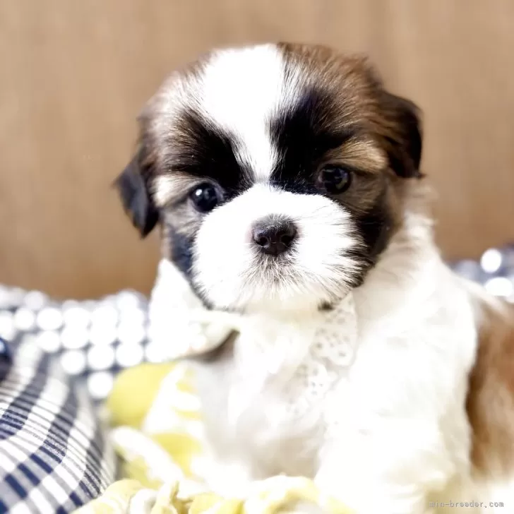 ID：2507-04346の子犬