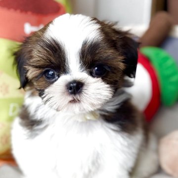 シーズー【福岡県・男の子・2025年8月25日・ゴールド&ホワイト】の写真「🩵可愛さ満点陽気な子🩵」