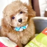 トイプードル(トイ)【福岡県・男の子・2025年8月13日・レッド】の写真1