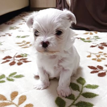 マルチーズ【富山県・女の子・2025年11月20日・ホワイト】の写真「可愛いマルチーズ女の子が誕生しました❣️」