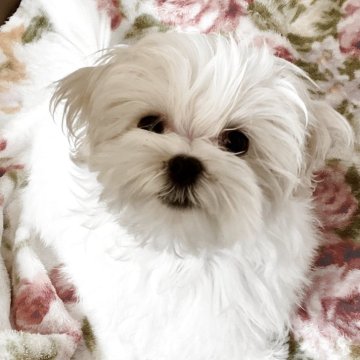 マルチーズ【富山県・男の子・2025年9月1日・ホワイト】の写真「可愛らしいぬいぐるみのような男の子です❣️」