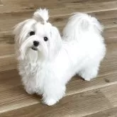 マルチーズ