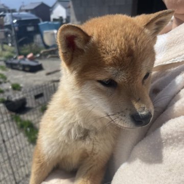 柴犬(豆柴)【福岡県・男の子・2024年9月25日・赤色】の写真「定番の赤色！」