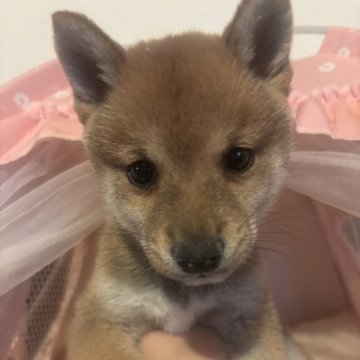 柴犬(豆柴)【福岡県・男の子・2025年9月29日・赤】の写真「大人しい男の子です！」