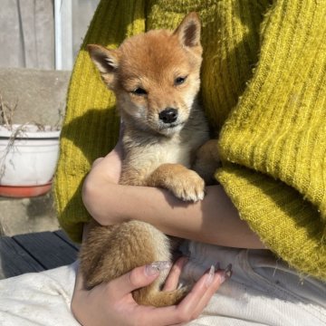 柴犬(豆柴)【福岡県・男の子・2024年9月17日・赤色】の写真「可愛いお顔の男の子！」