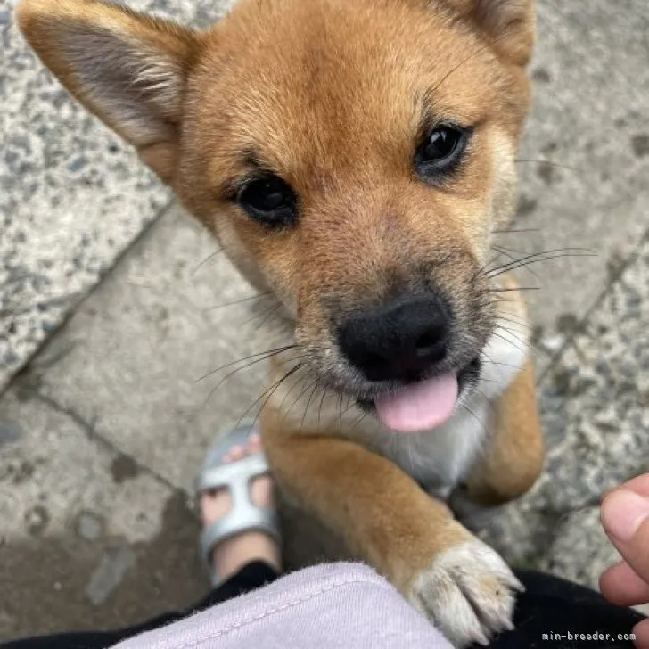 ID:2306-01116の子犬