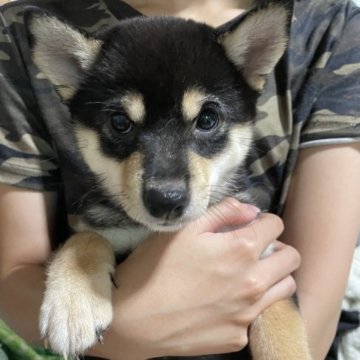 柴犬(豆柴)【福岡県・女の子・2023年6月22日・黒色】の写真「お母さんの福ちゃんにそっくりな女の子です！」