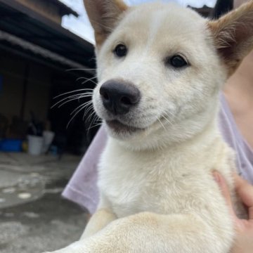 柴犬(豆柴)【福岡県・男の子・2023年5月8日・白色】の写真「大人しい男の子珍しい白です
2回目ワクチン済み！」