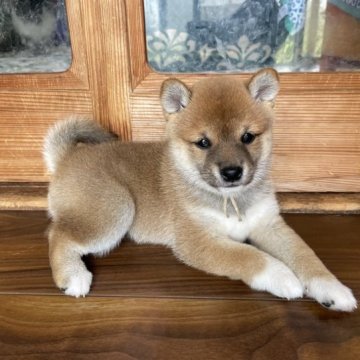 柴犬(豆柴)【福岡県・女の子・2023年5月1日・赤色】の写真「愛嬌たっぷりの女の子です！」