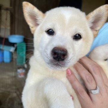 柴犬(豆柴)【福岡県・男の子・2023年5月8日・白色】の写真「甘えん坊の男の子です！
抱っこも大好きです！」