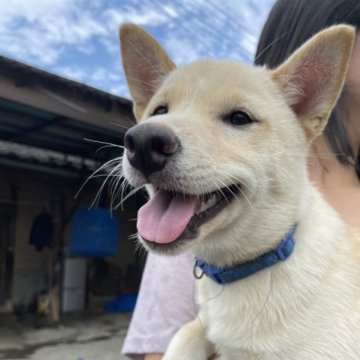 柴犬(豆柴)【福岡県・男の子・2023年5月8日・白色】の写真「元気な男の子です！
食欲旺盛なこです！」