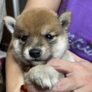 柴犬(豆柴)【福岡県・男の子・2024年9月17日・赤色】の写真「お母さんそっくりな男の子！」