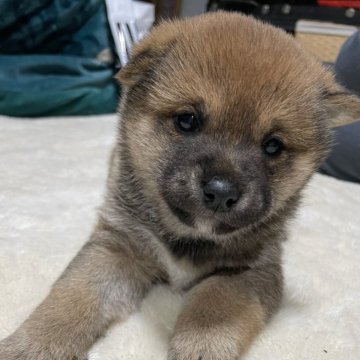 柴犬(標準サイズ)【福岡県・女の子・2023年11月15日・赤】の写真「とっても小さい女の子です。」