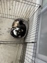 豆柴【・女の子・2022年11月28日・黒】「子犬用ゲージの籠に入って雨宿り」