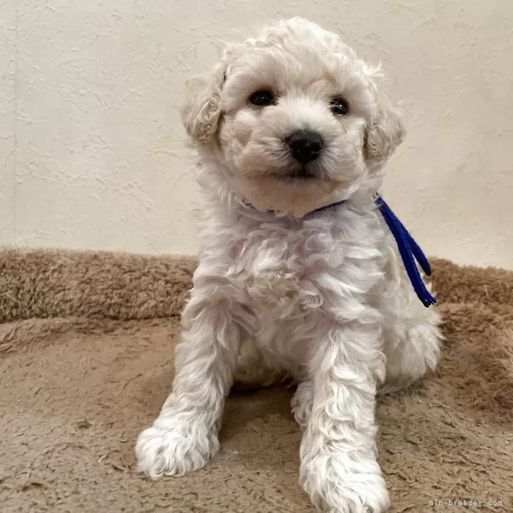 ID：2511-02477の子犬