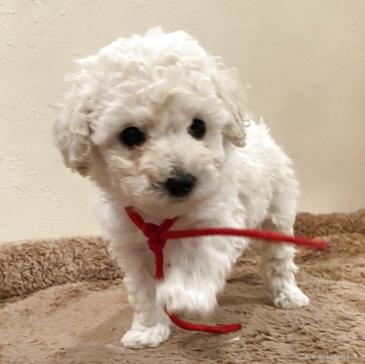 ブリーダー画像