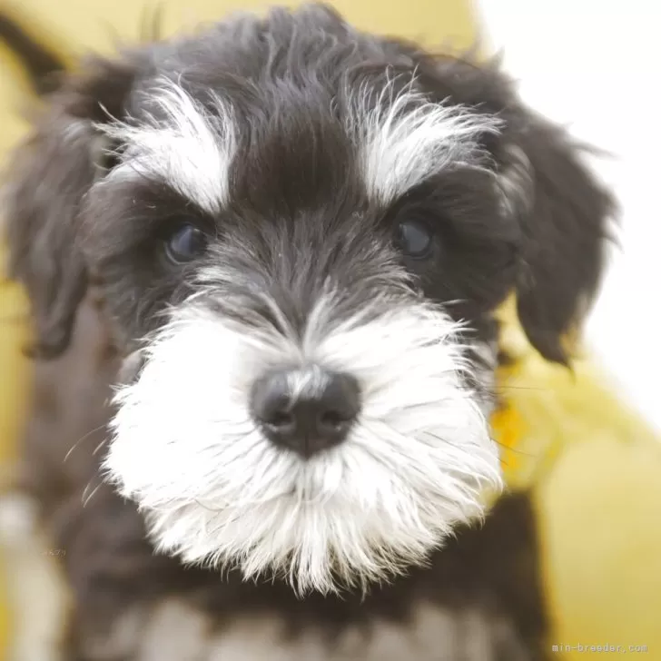 ID：2506-07316の子犬