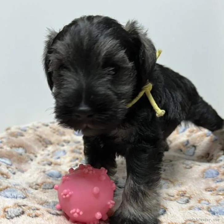 ID：2209-04605の子犬