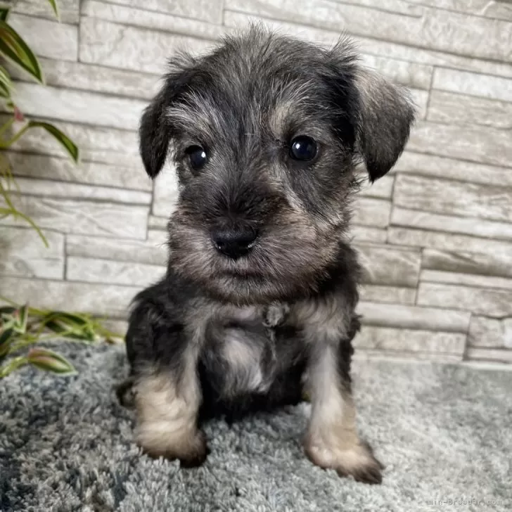 ID：2402-04569の子犬