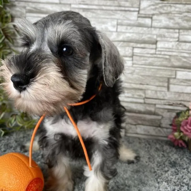 ID：2207-01060の子犬
