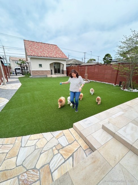 新家　浩子(あらや　ひろこ)ブリーダー(神奈川県・ポメラニアンなど・JKC登録)の紹介写真1
