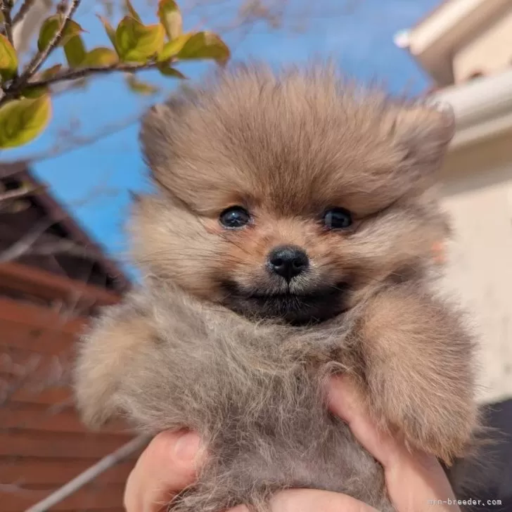 ID：2412-01151の子犬