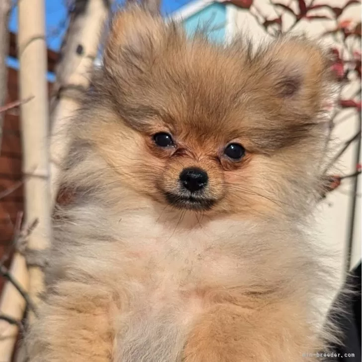 ID:2412-07704の子犬