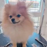 ポメラニアン
